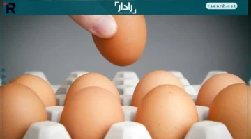 انخفاض ملحوظ في أسعار البيض بالسوق المحلية المصرية الأحد 26 أكتوبر 2025